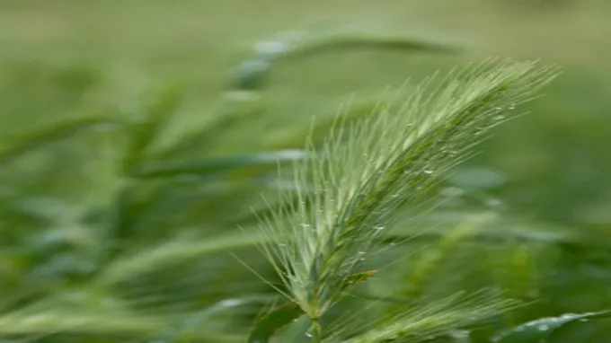 when to seed grass in tennessee