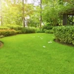 When to Seed Grass in Tennessee: Best Time and Tips for Growing Success