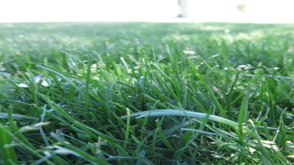 When to Seed Grass in Wisconsin: Best Time and Tips for Success