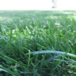 When to Seed Grass in Wisconsin: Best Time and Tips for Success