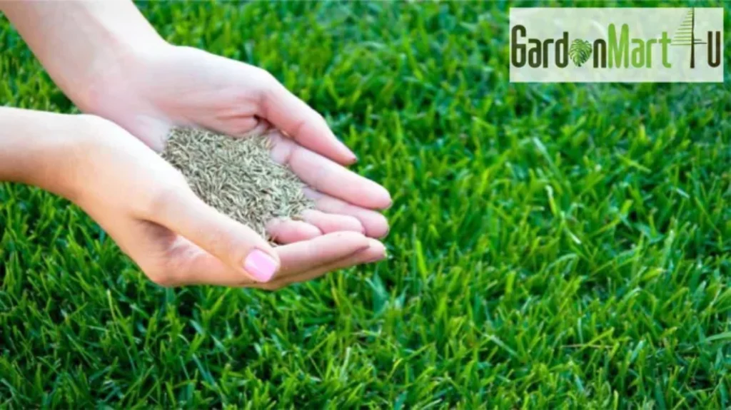 When to Seed Lawn in NC: Best Timing and Tips for North Carolina Lawns