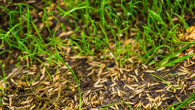 when to seed lawn in virginia