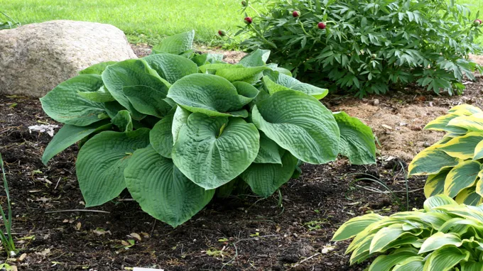 when to split hostas in spring