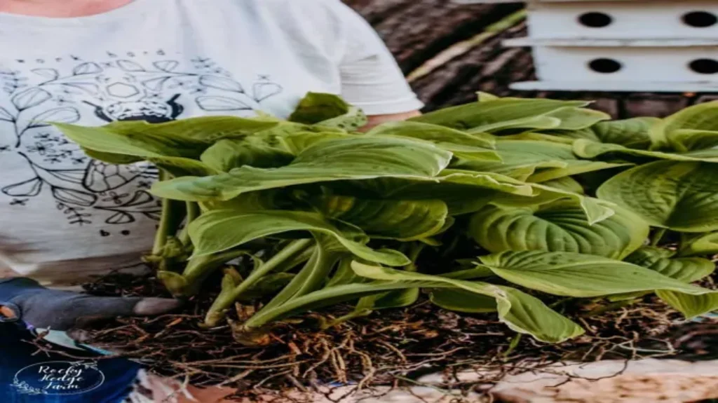 When to Split Hostas in Spring: Step-by-Step Guide for Gorgeous Gardens