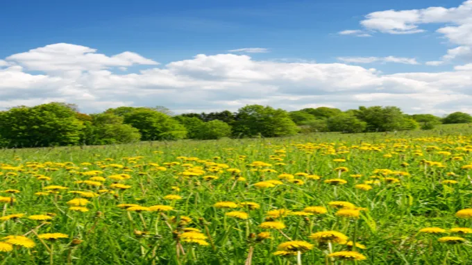 when to spray for dandelions