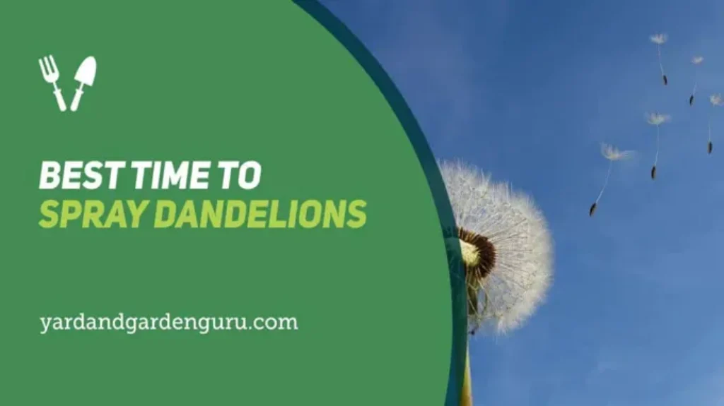 When to Spray for Dandelions: Best Timing and Methods for Effective Control