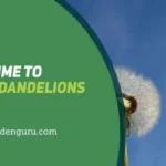 When to Spray for Dandelions: Best Timing and Methods for Effective Control