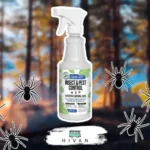 When to Spray for Spiders: Best Time and Method for Effective Control