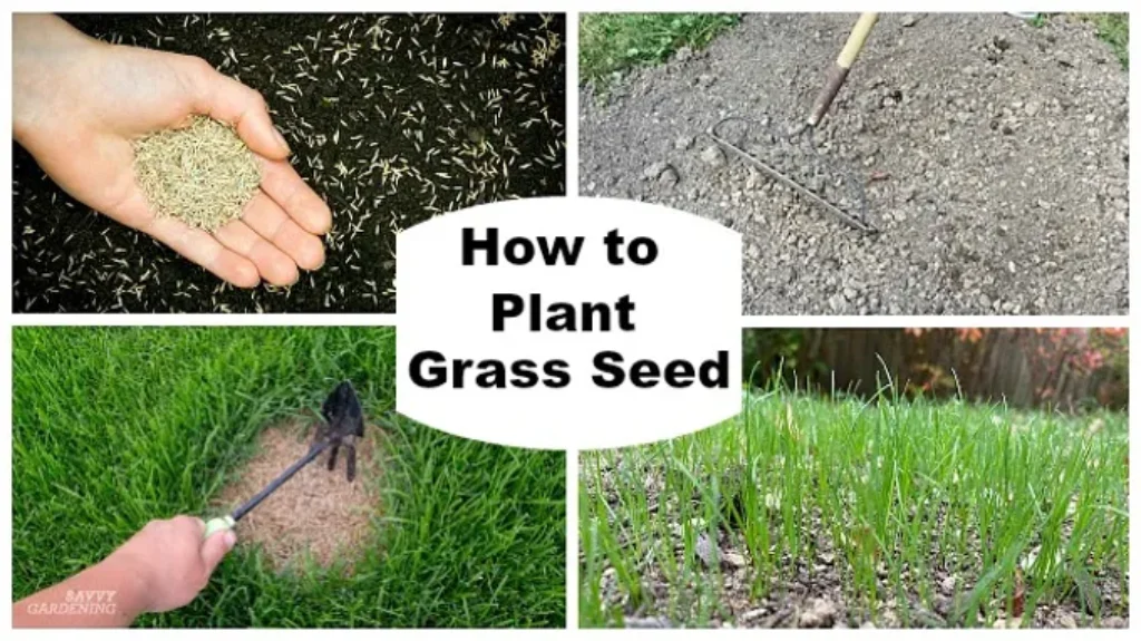 When to Start Grass Seed in Spring for a Lush and Healthy Lawn