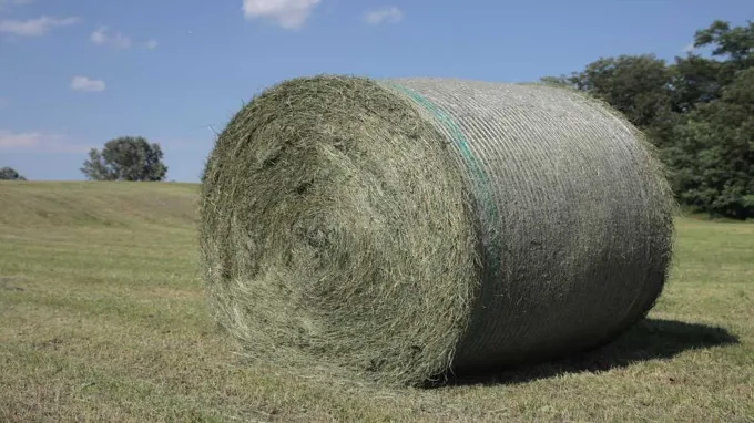 when to take hay off new grass