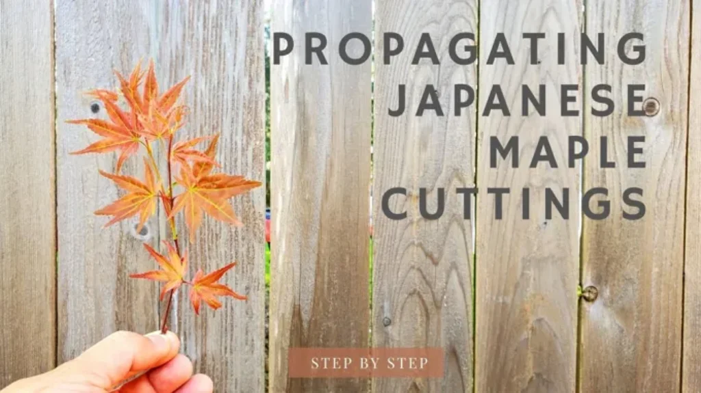 When to Take Japanese Maple Cuttings: A Step-by-Step Guide