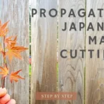 When to Take Japanese Maple Cuttings: A Step-by-Step Guide