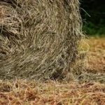 When to Take Straw off New Grass: Best Practices for Successful Lawn Establishment