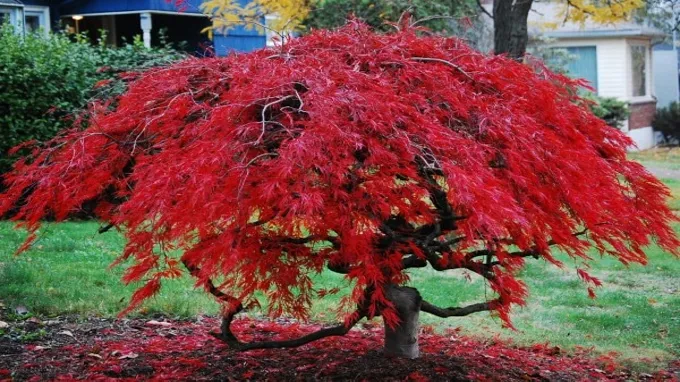 when to transplant a japanese maple