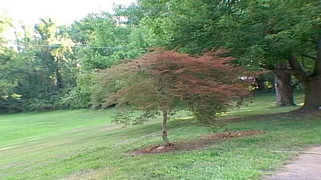 When to Transplant a Japanese Maple: Best Timing and Tips