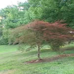 When to Transplant a Japanese Maple: Best Timing and Tips