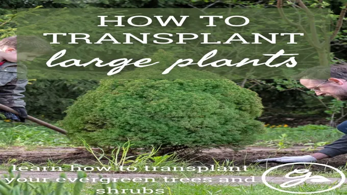 when to transplant evergreen trees