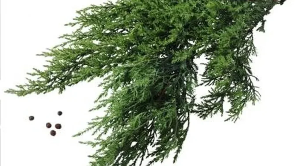 When to Transplant Evergreen Trees: A Comprehensive Guide for Successful Tree Moving