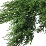 When to Transplant Evergreen Trees: A Comprehensive Guide for Successful Tree Moving