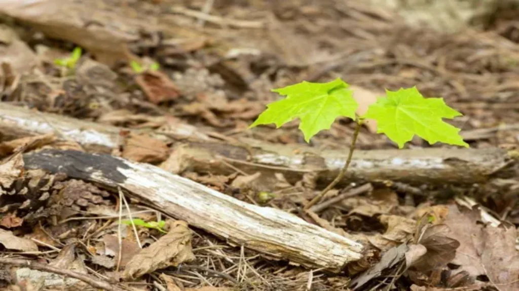 When to Transplant Maple Tree for Optimal Growth and Health