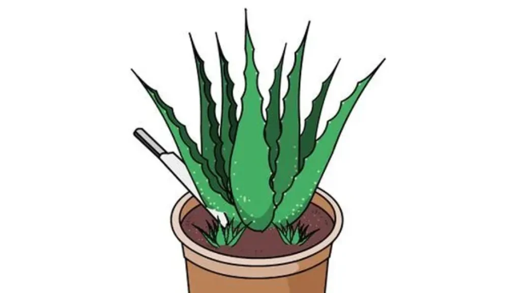 When to Trim Aloe Plant for Optimal Growth and Health