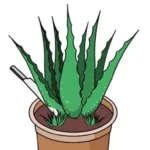 When to Trim Aloe Plant for Optimal Growth and Health