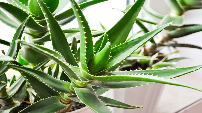 when to trim aloe plant