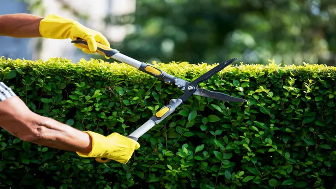 when to trim bushes in wisconsin