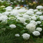 When to Trim Bushes in Wisconsin: Best Time and Tips for Pruning