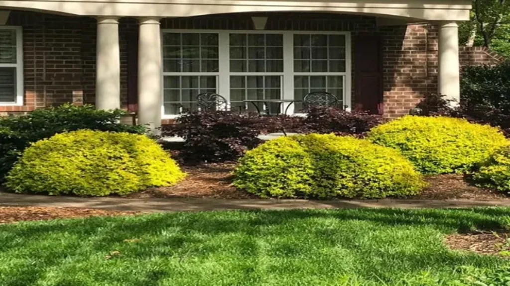 When to Trim Sunshine Ligustrum for Optimal Growth and Health