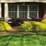 When to Trim Sunshine Ligustrum for Optimal Growth and Health