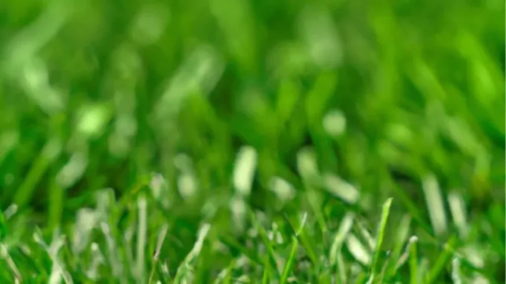 When to Use Mulching Blades for a Healthier Lawn: Tips and Benefits