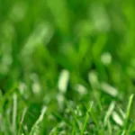 When to Use Mulching Blades for a Healthier Lawn: Tips and Benefits