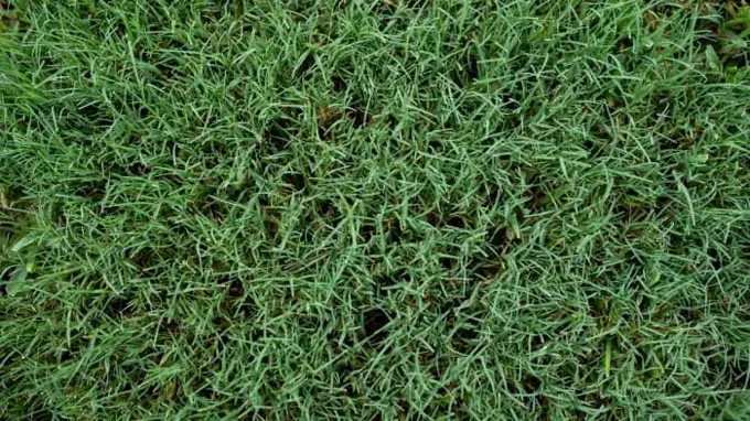 when to use pre emergent on bermuda grass