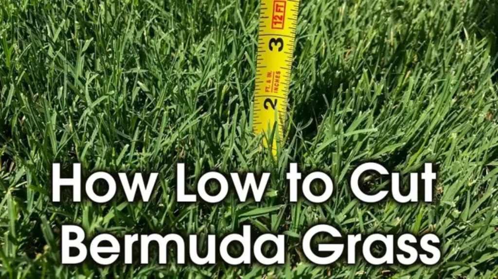 When to Use Pre Emergent on Bermuda Grass: Best Practices and Timing