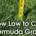 When to Use Pre Emergent on Bermuda Grass: Best Practices and Timing