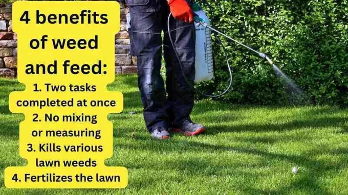 when to use weed and feed on lawn