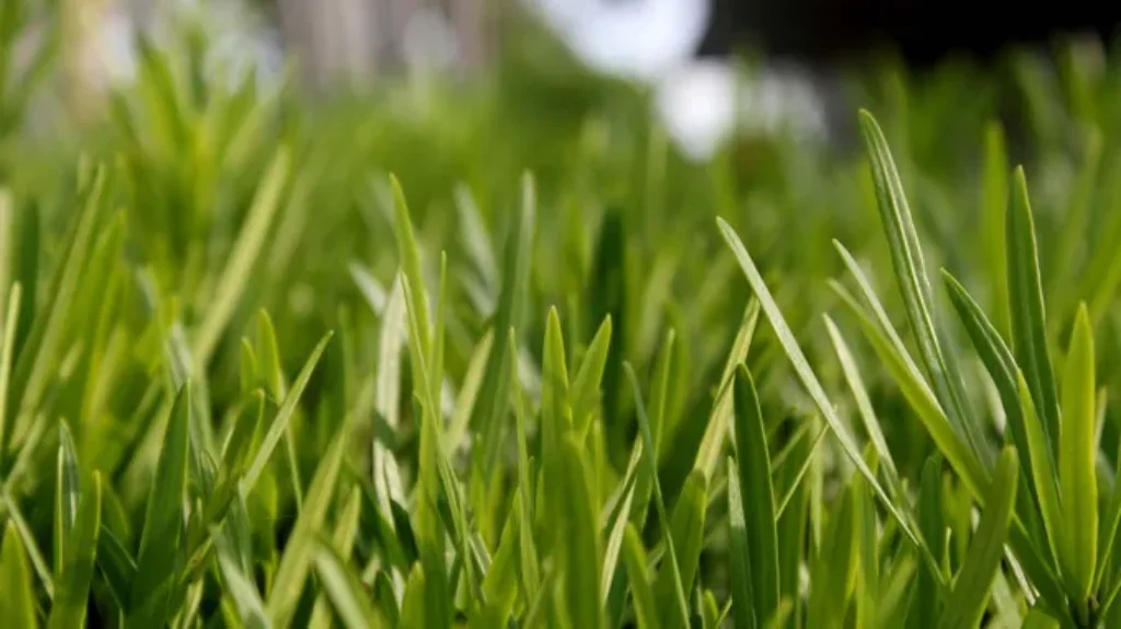 When to Use Weed and Feed on Lawn for a Lush and Healthy Yard