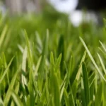 When to Use Weed and Feed on Lawn for a Lush and Healthy Yard