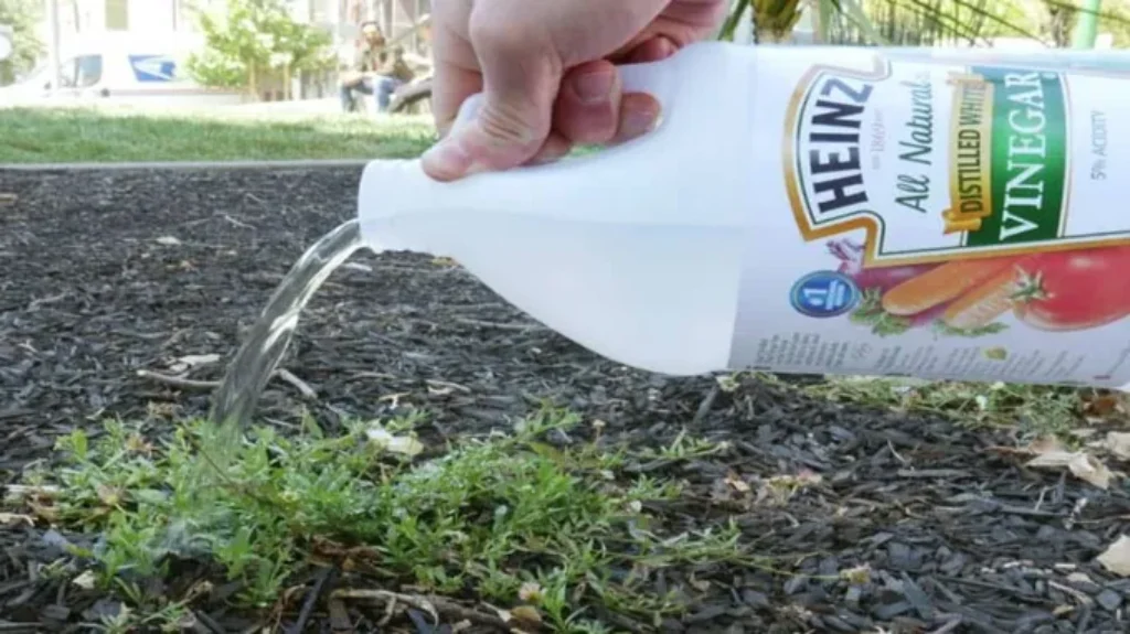 When to Use Weed Killer: A Guide to Effective Weed Control