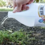 When to Use Weed Killer: A Guide to Effective Weed Control