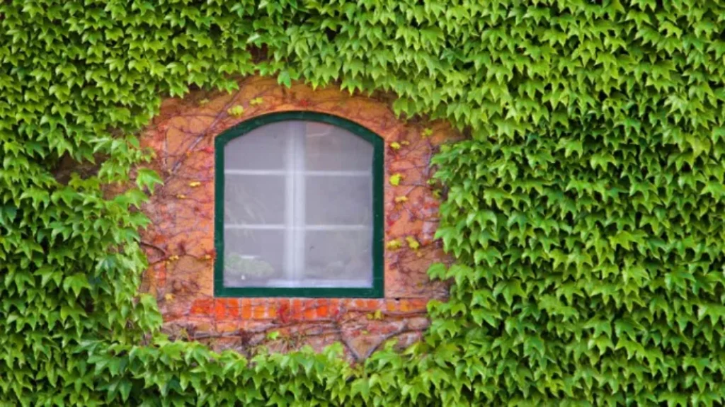 When Were Window Screens Invented: A Brief History and Significance