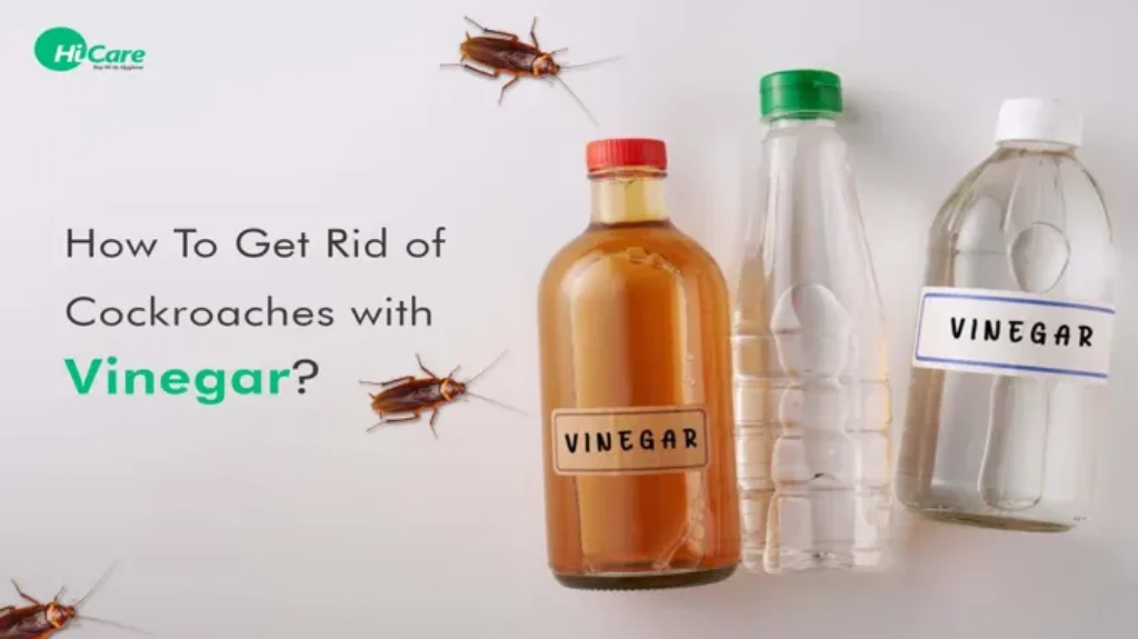 When you kill a roach, does it attract more? Tips to prevent roach infestations