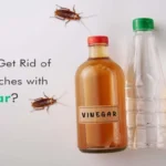 When you kill a roach, does it attract more? Tips to prevent roach infestations