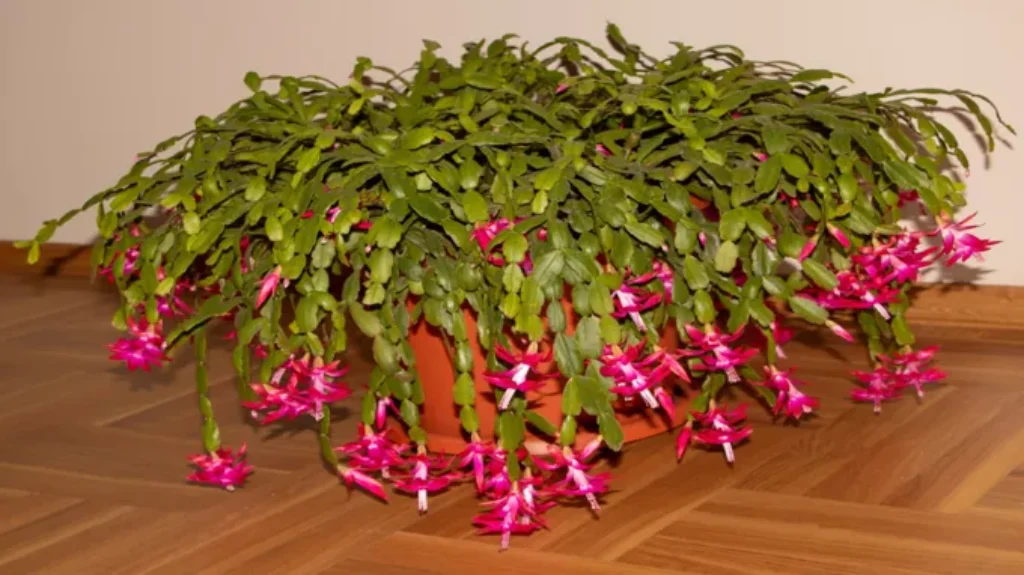 Where Can I Find a Christmas Cactus? Discover the Best Places to Buy