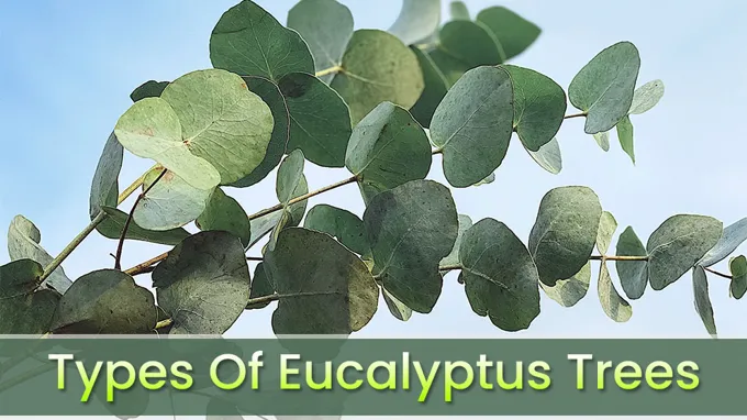 where can i find a eucalyptus plant