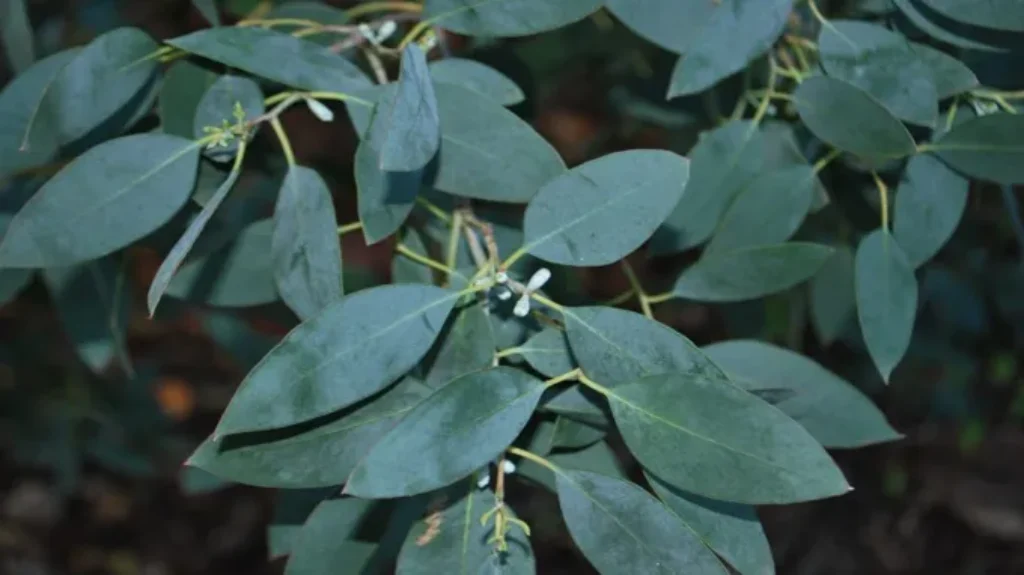 Where Can I Find a Eucalyptus Plant: A Comprehensive Guide for Green Enthusiasts