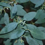 Where Can I Find a Eucalyptus Plant: A Comprehensive Guide for Green Enthusiasts