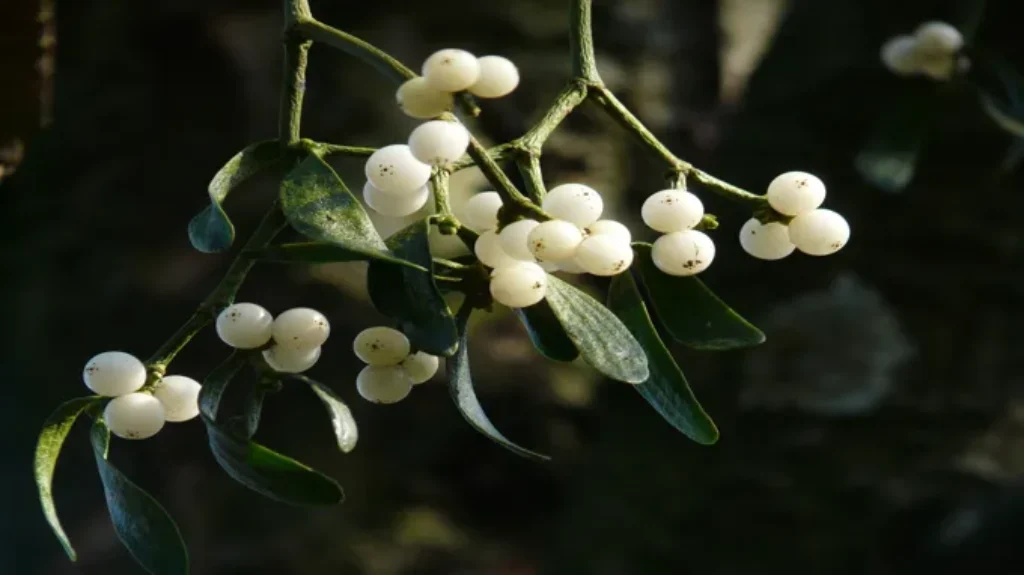 Where Can I Find a Mistletoe: Tips for Locating This Festive Plant