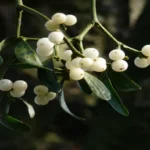 Where Can I Find a Mistletoe: Tips for Locating This Festive Plant